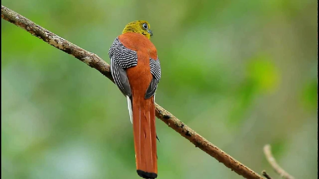 habitat do trogon de peito laranja