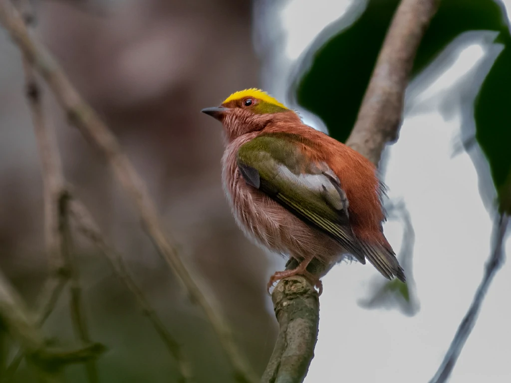 habitat do uirapuru-cigarra