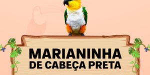 marianinha de cabeça preta