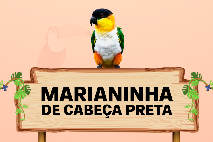 marianinha de cabeça preta