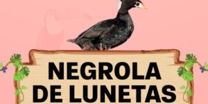 negrola de lunetas