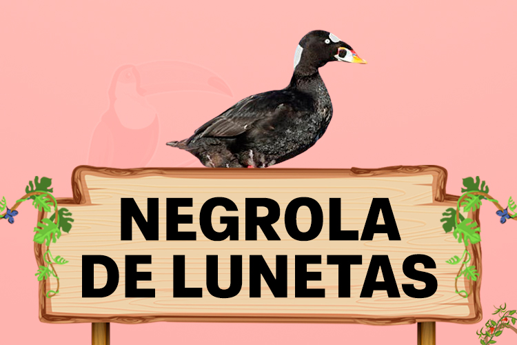 negrola de lunetas