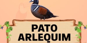 pato arlequim