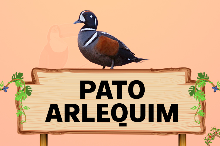 pato arlequim