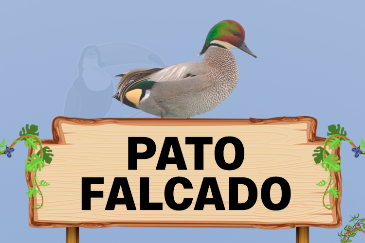 pato falcado