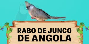 rabo de junco de angola