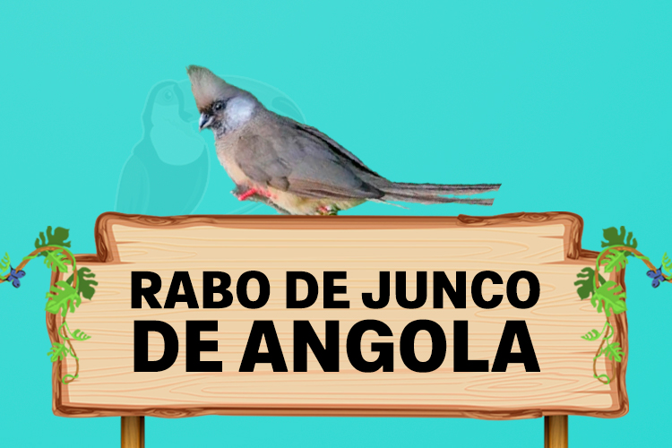 rabo de junco de angola