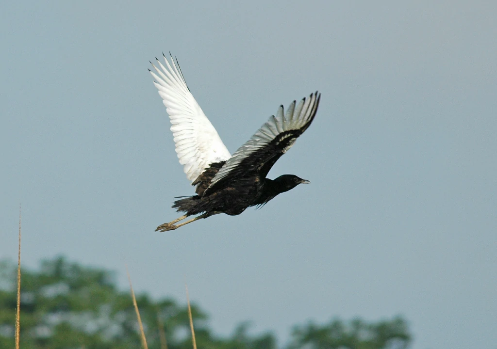 reproducao do bengal florican