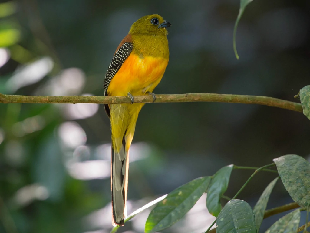 reproducao do trogon de peito laranja