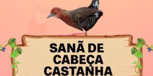 sana de cabeça castanha