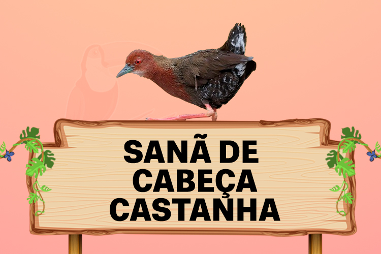 sana de cabeça castanha