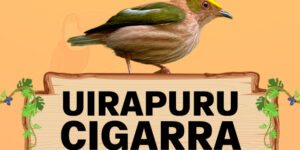 uirapuru cigarra