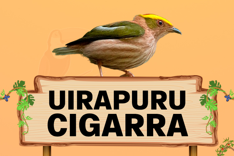 uirapuru cigarra