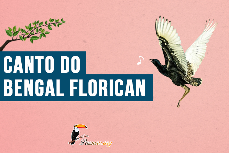 Canto do Bengal florican