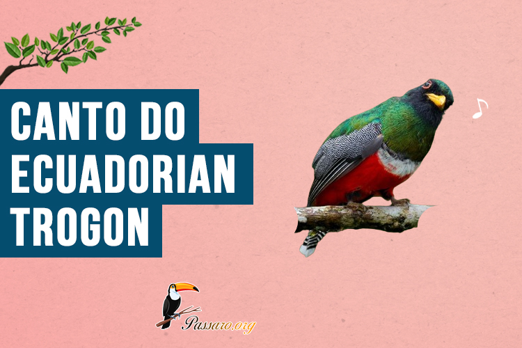 Canto do Ecuadorian trogon