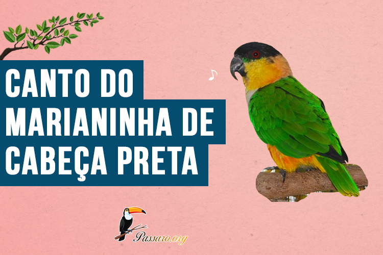 Canto da Marianinha de cabeça preta