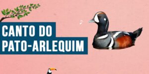 Canto do Pato-arlequim