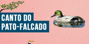 Canto do Pato-falcado