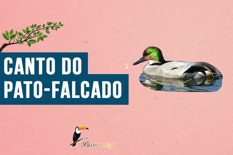 Canto do Pato-falcado