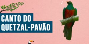 Canto do Quetzal-pavão