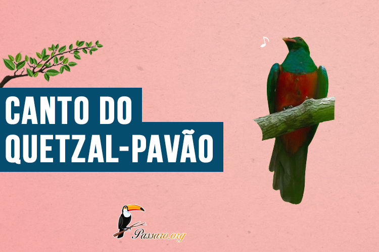 Canto do Quetzal-pavão