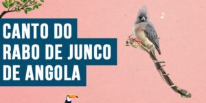 Canto do Rabo de junco de angola