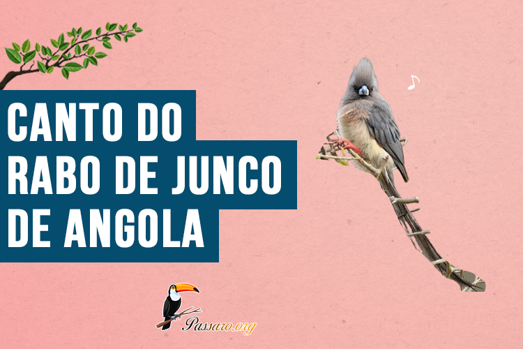 Canto do Rabo de junco de angola