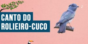 Canto do Rolieiro-cuco