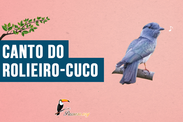 Canto do Rolieiro-cuco