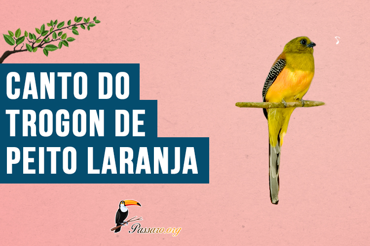 Canto do Trogon de peito laranja