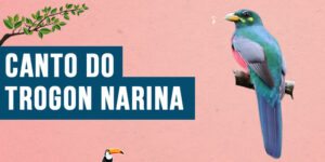 Canto do Trogon narina