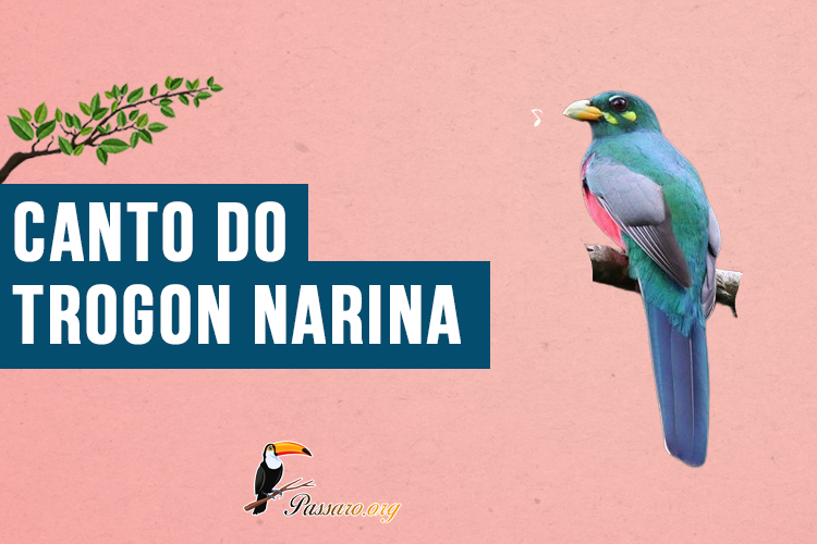 Canto do Trogon narina