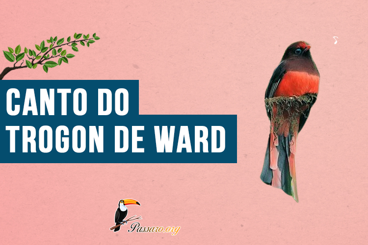 Canto do trogon de ward