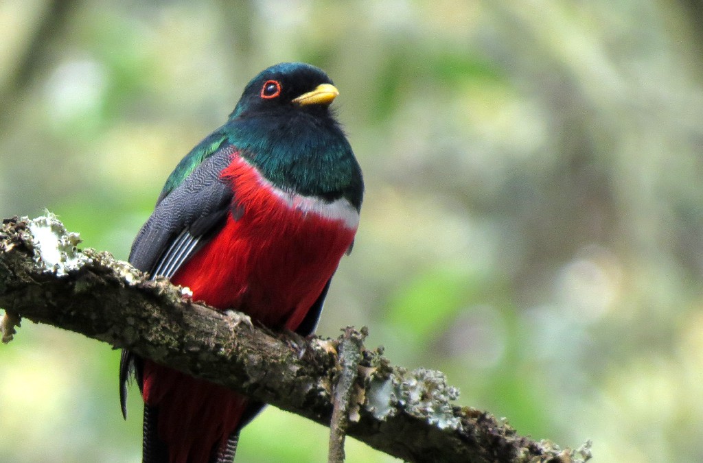 alimentacao do ecuadorian trogon