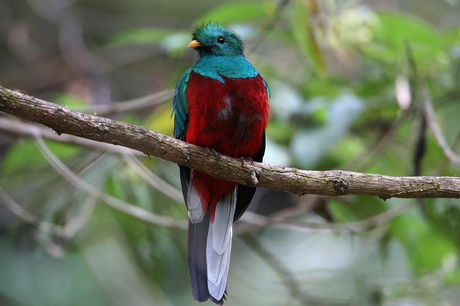 alimentacao do quetzal-pavao