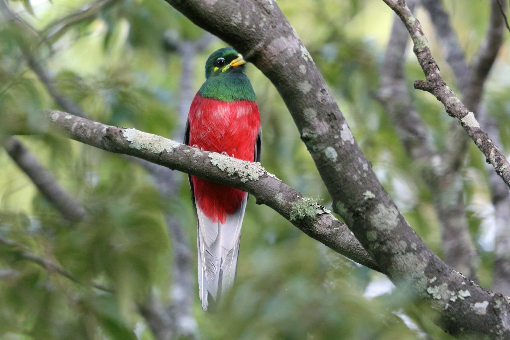 alimentacao do trogon narina