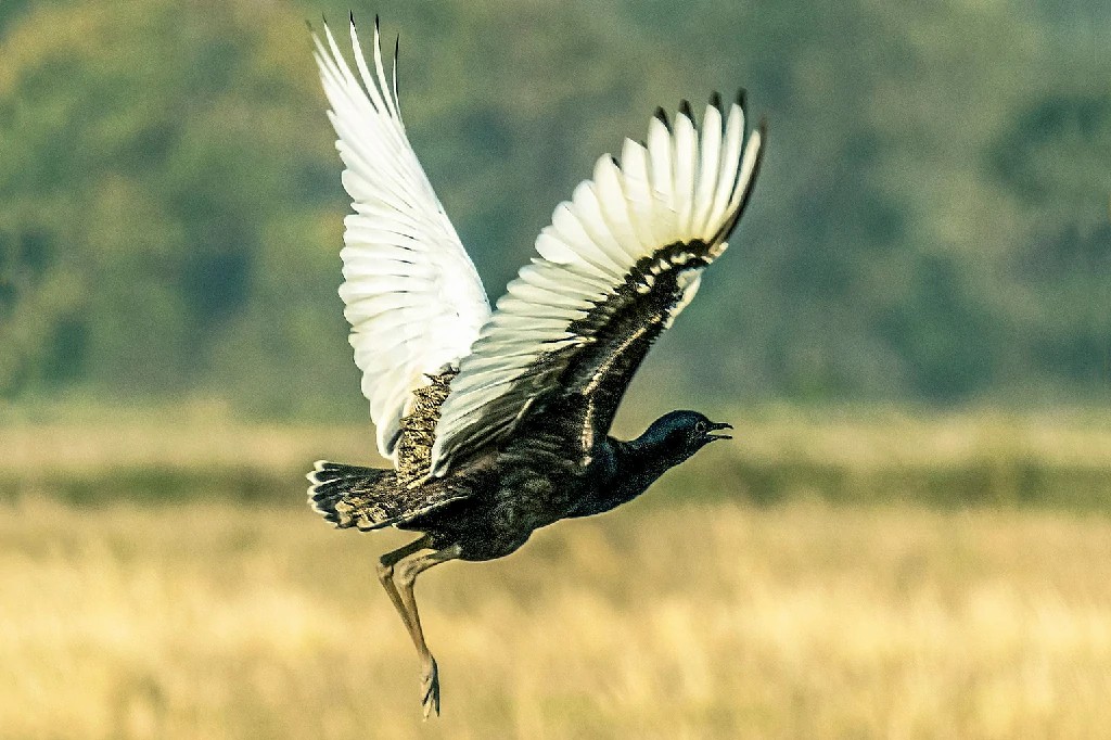 bengal florican