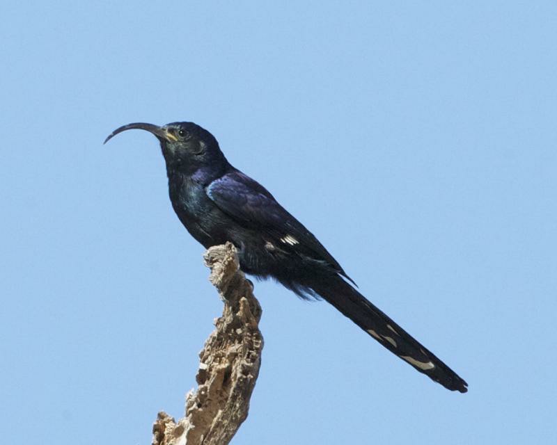 caracteristicas do bico de cimitarra