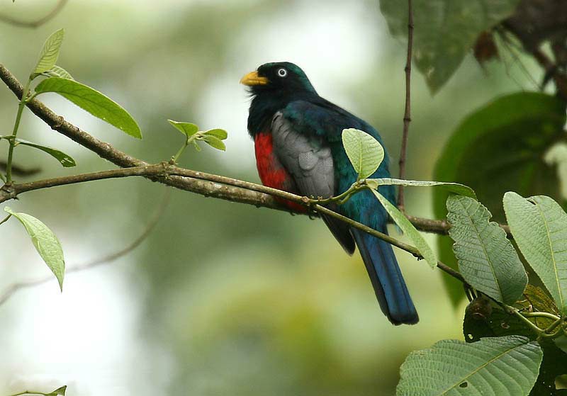 caracteristicas do ecuadorian trogon