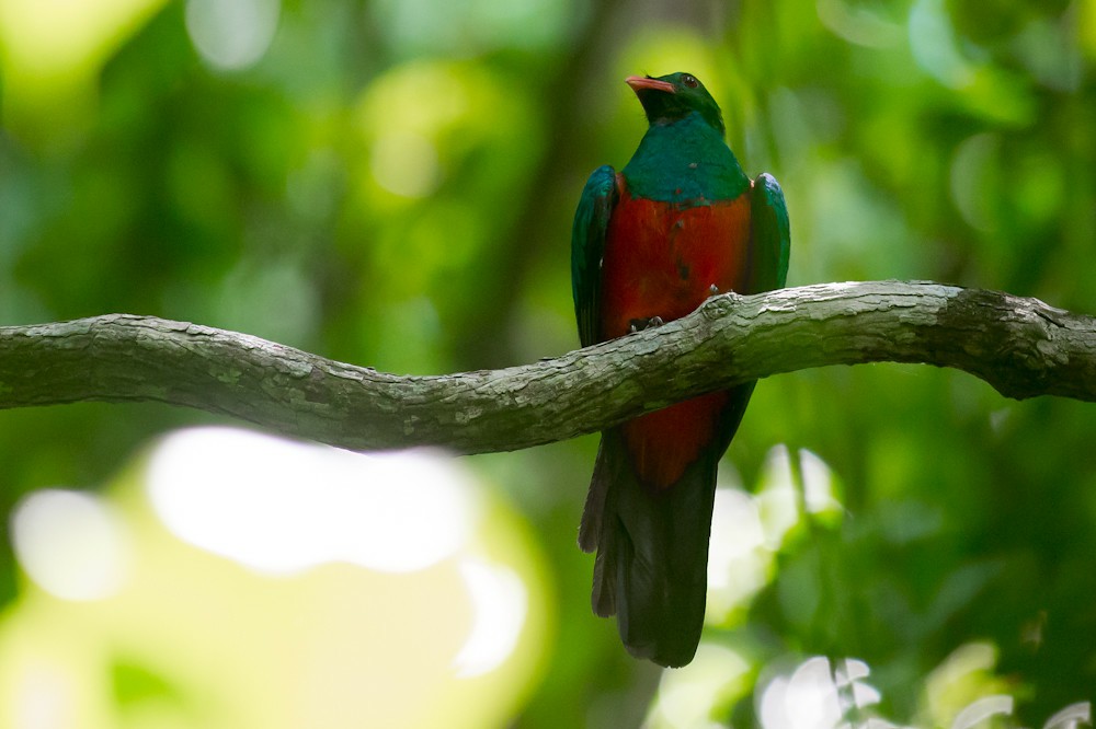 caracteristicas do quetzal-pavao