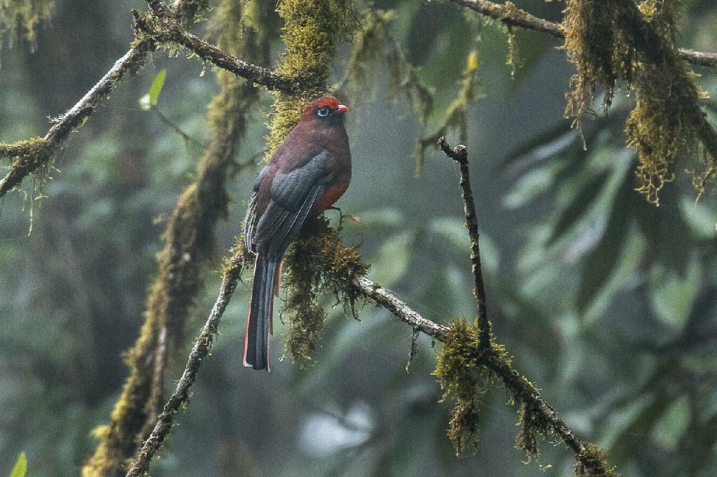 caracteristicas do trogon de ward