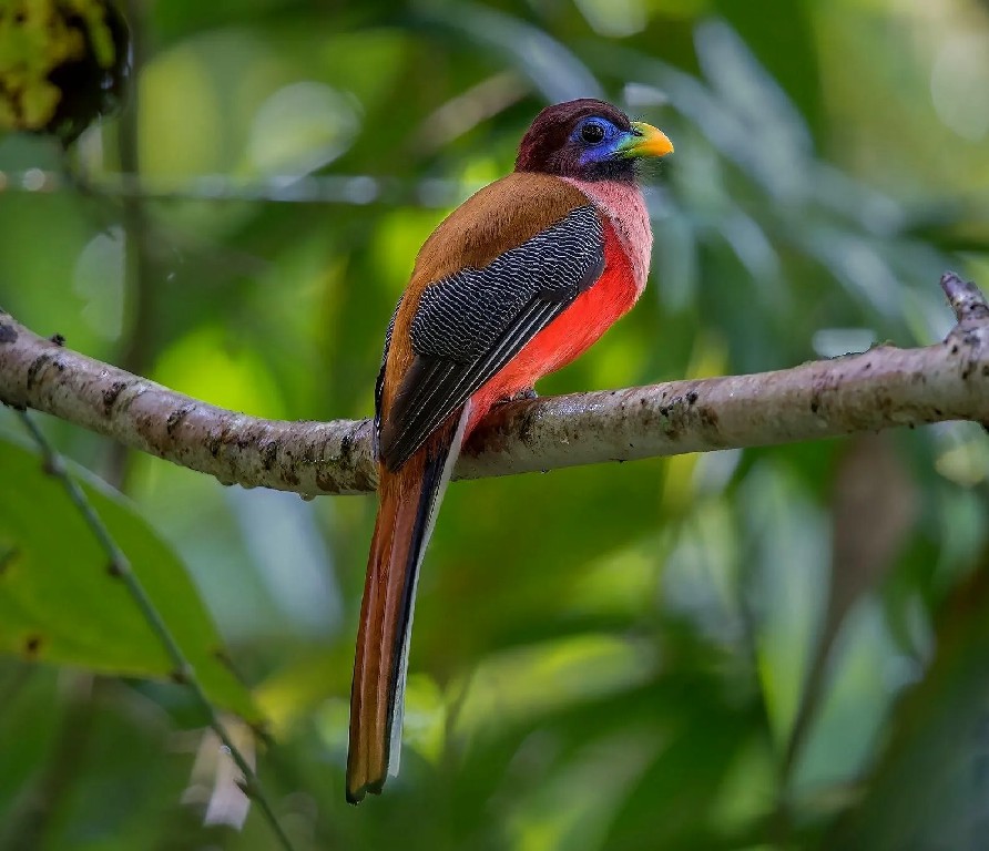 caracteristicas do trogon filipino