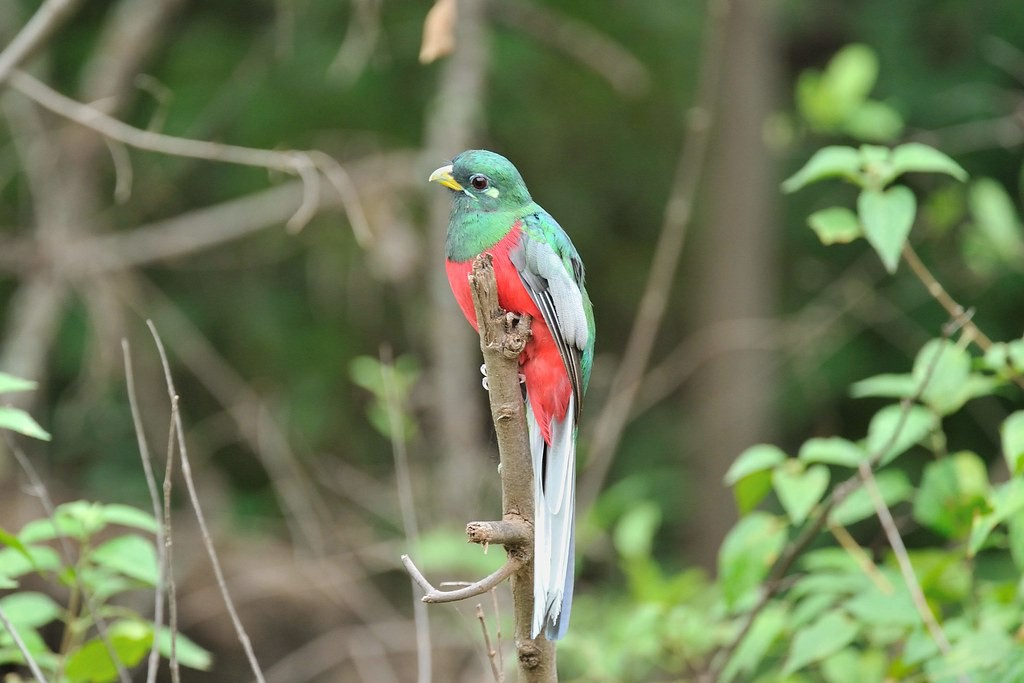 caracteristicas do trogon narina