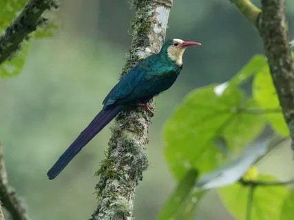 caracteristicas do zombeteiro-de-cabeça-castanha