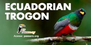 ecuadorian trogon