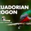 ecuadorian trogon