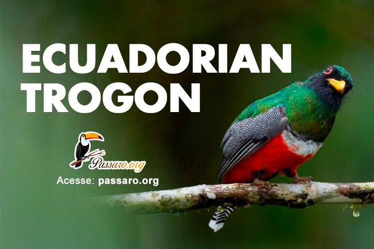 ecuadorian trogon