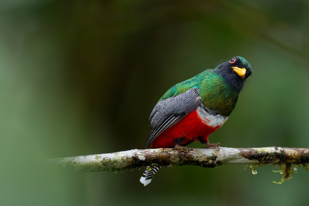 habitat do ecuadorian trogon