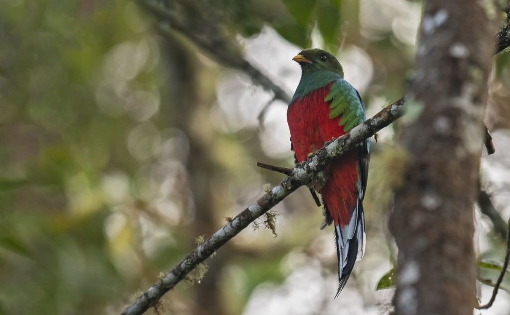 habitat do quetzal-pavao