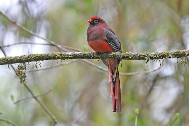 habitat do trogon de ward